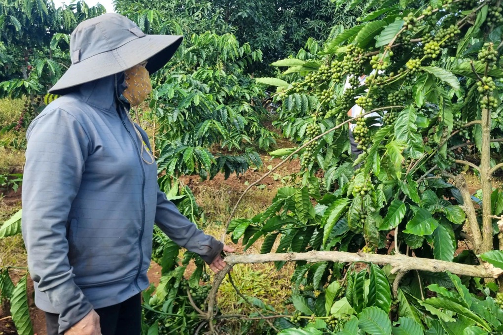 Người dân bức xúc vì kẻ gian liên tục trộm quả, chặt phá cây cà phê - 3 Người dân bức xúc vì kẻ gian liên tục trộm quả, chặt phá cây cà phê - 3