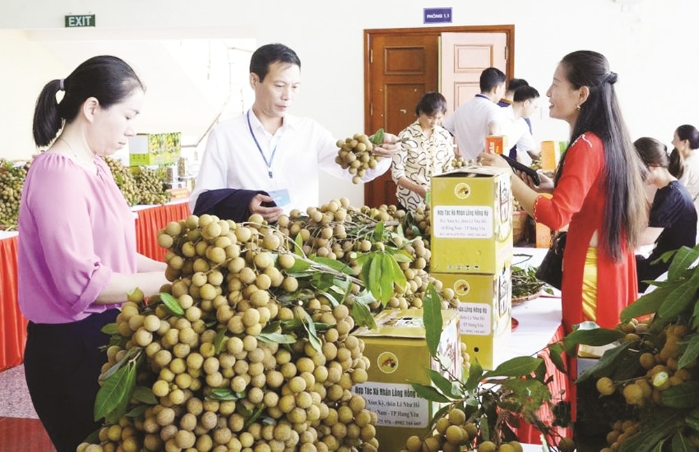 Nhãn lồng Hưng Yên được xếp hạng 13/50 trái cây nổi tiếng của Việt Nam (Ảnh: Bảo Ban). Nhãn lồng Hưng Yên được xếp hạng 13/50 trái cây nổi tiếng của Việt Nam (Ảnh: Bảo Ban).