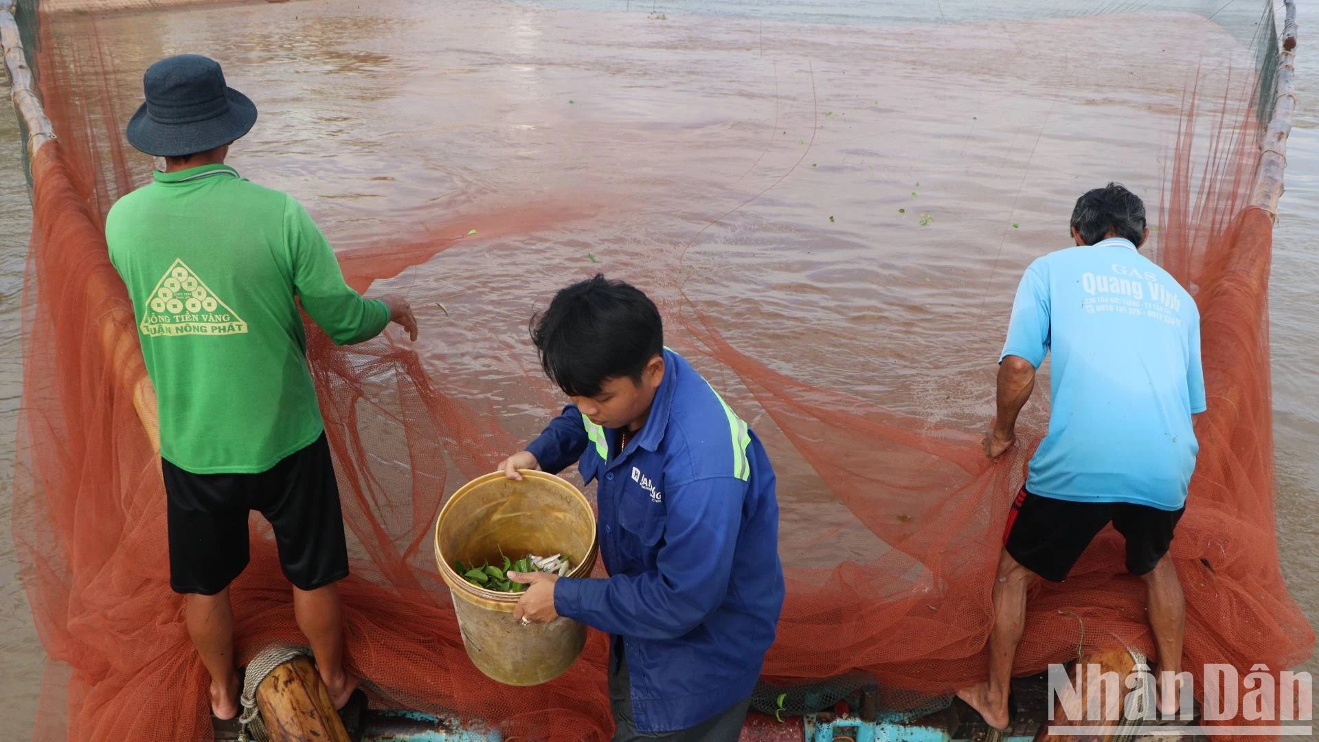 Bắt la liệt cá linh, cá đồng, tôm sông mùa nước nổi An Giang, sao vẫn lo con nước bất thường?- Ảnh 4. Bắt la liệt cá linh, cá đồng, tôm sông mùa nước nổi An Giang, sao vẫn lo con nước bất thường?- Ảnh 4.