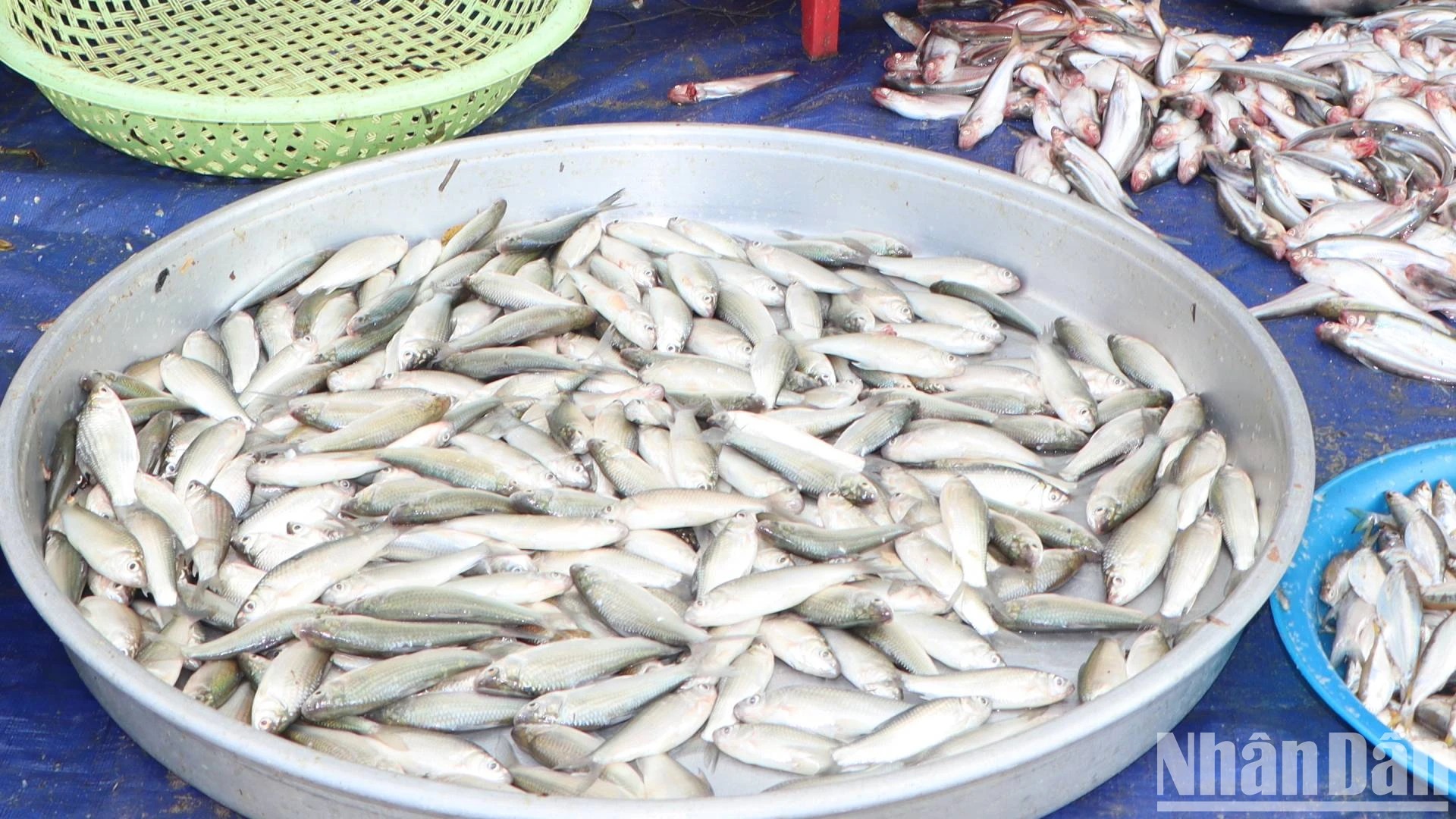 Bắt la liệt cá linh, cá đồng, tôm sông mùa nước nổi An Giang, sao vẫn lo con nước bất thường?- Ảnh 6. Bắt la liệt cá linh, cá đồng, tôm sông mùa nước nổi An Giang, sao vẫn lo con nước bất thường?- Ảnh 6.