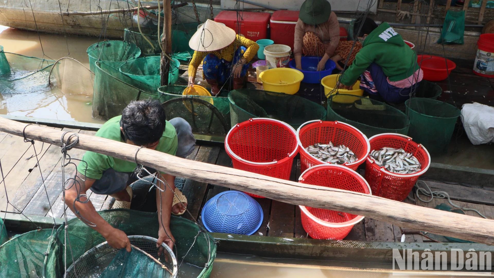 Bắt la liệt cá linh, cá đồng, tôm sông mùa nước nổi An Giang, sao vẫn lo con nước bất thường?- Ảnh 7. Bắt la liệt cá linh, cá đồng, tôm sông mùa nước nổi An Giang, sao vẫn lo con nước bất thường?- Ảnh 7.
