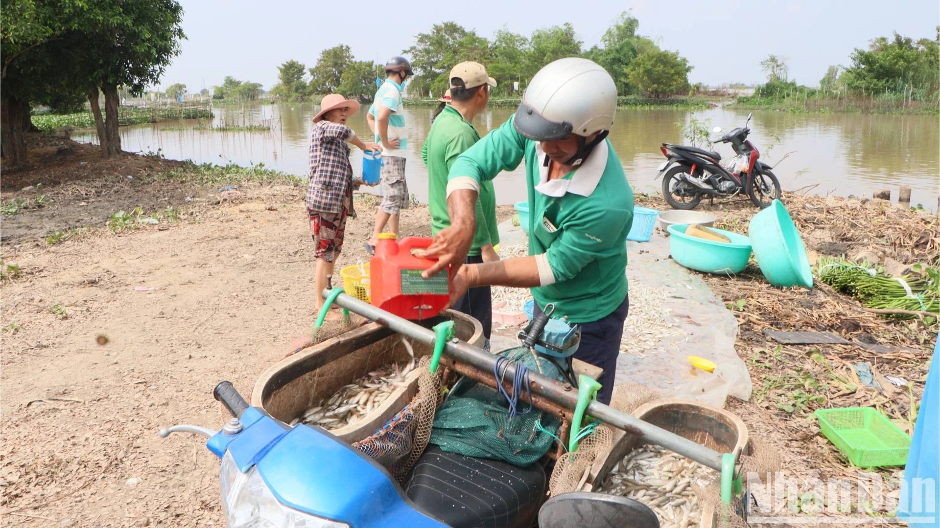 Bắt la liệt cá linh, cá đồng, tôm sông mùa nước nổi An Giang, sao vẫn lo con nước bất thường?- Ảnh 8. Bắt la liệt cá linh, cá đồng, tôm sông mùa nước nổi An Giang, sao vẫn lo con nước bất thường?- Ảnh 8.