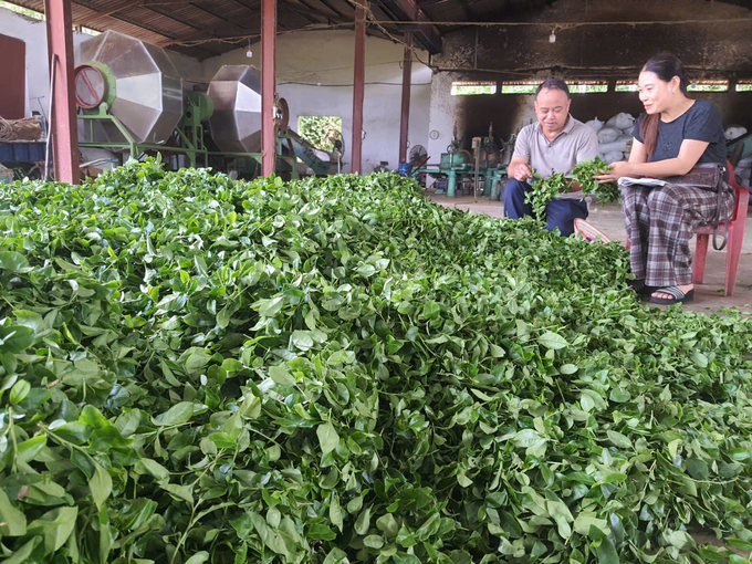 z5959948190872_4b50adb2fee46e990dc01a0d47c585aa-015116_506.jpg Chè Hải Hà đang từng bước nâng cao chất lượng nhờ trồng theo hướng hữu cơ. Ảnh: Nguyễn Thành.