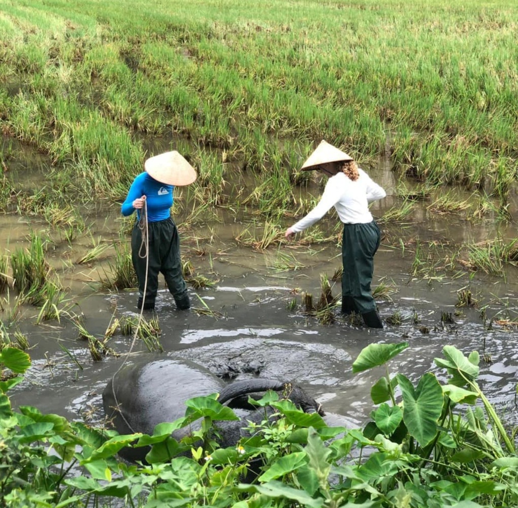 Khách Tây thích thú lội ruộng, massage cho trâu và úp nơm bắt cá ở Việt Nam - 3 Khách Tây thích thú lội ruộng, massage cho trâu và úp nơm bắt cá ở Việt Nam - 3
