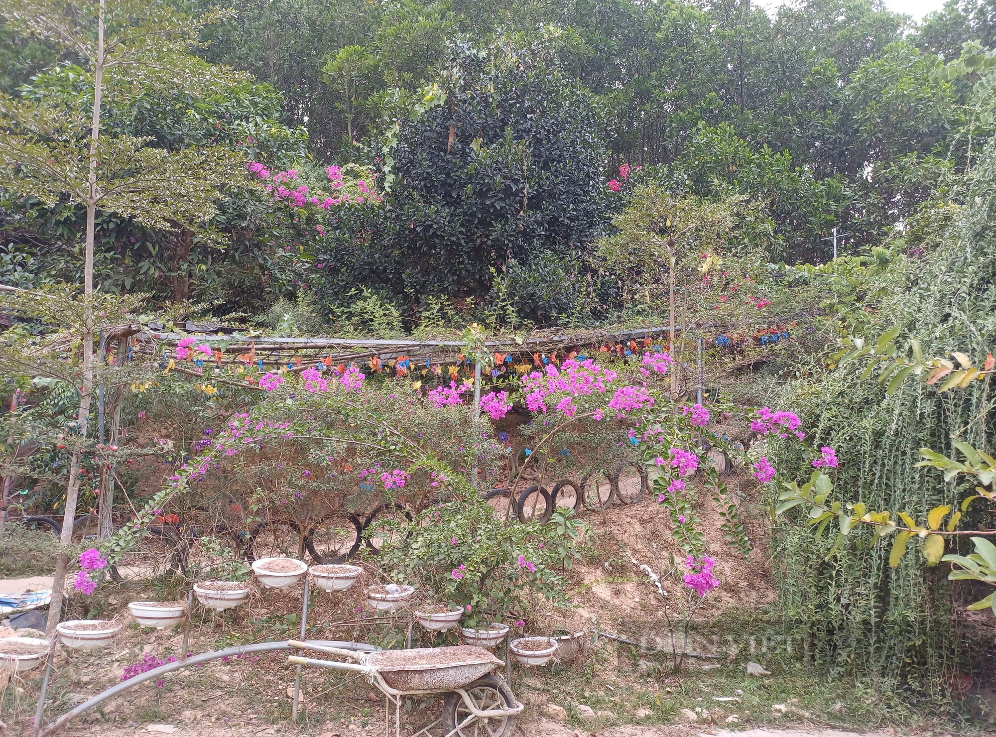 Yêu cây cối, anh nông dân Thái Nguyên tạo không gian sống xanh khiến ai đặt chân đến đều mê- Ảnh 10. Yêu cây cối, anh nông dân Thái Nguyên tạo không gian sống xanh khiến ai đặt chân đến đều mê- Ảnh 10.