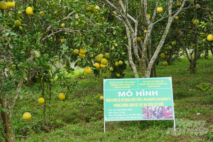 dsc07896-115235_283-115238.jpg Mô hình nhân nuôi và sử dụng kiến vàng phòng chống sinh vật gây hại trên cây bưởi đang cho thấy hiệu quả rõ rệt, góp phần tăng năng suất, chất lượng cây ăn quả.