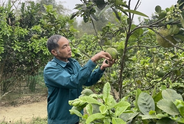 Ông Trương Văn Đinh - người có uy tín thôn Đồng Tâm, xã Phượng Nghi chăm sóc vườn cây ăn quả. Ông Trương Văn Đinh - người có uy tín thôn Đồng Tâm, xã Phượng Nghi chăm sóc vườn cây ăn quả.