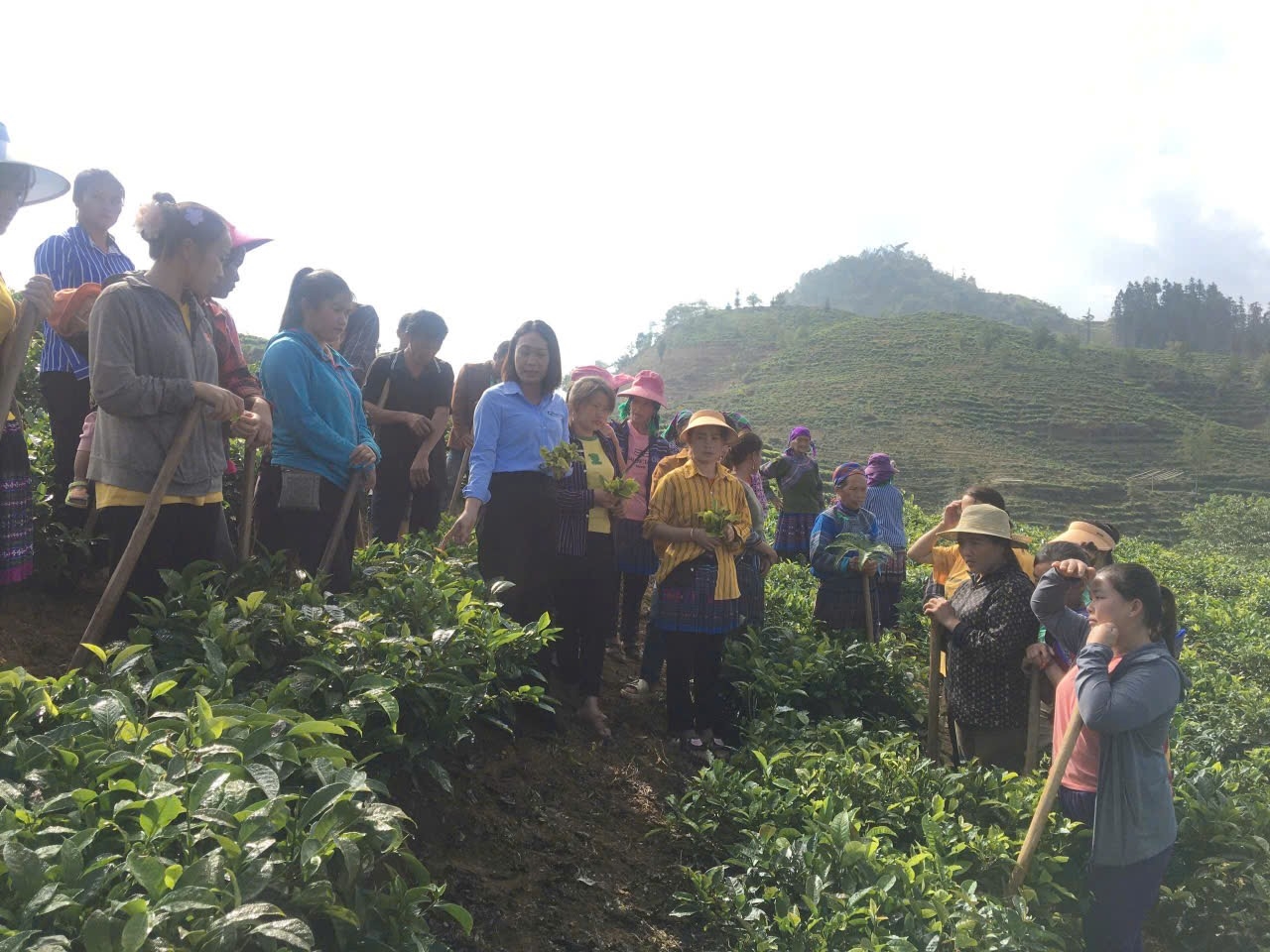 Cán bộ khuyến nông hướng dẫn học viên cách chăm sóc chè ngay tại thực địa Cán bộ khuyến nông hướng dẫn học viên cách chăm sóc chè ngay tại thực địa