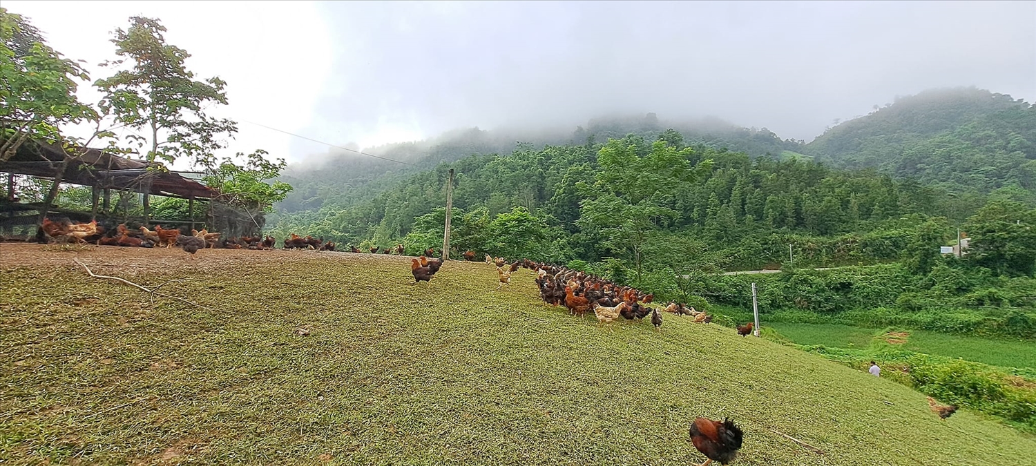 Mô hình nuôi gà dưới tán hồi là hướng đi mới trong công tác xóa đói, giảm nghèo Mô hình nuôi gà dưới tán hồi là hướng đi mới trong công tác xóa đói, giảm nghèo