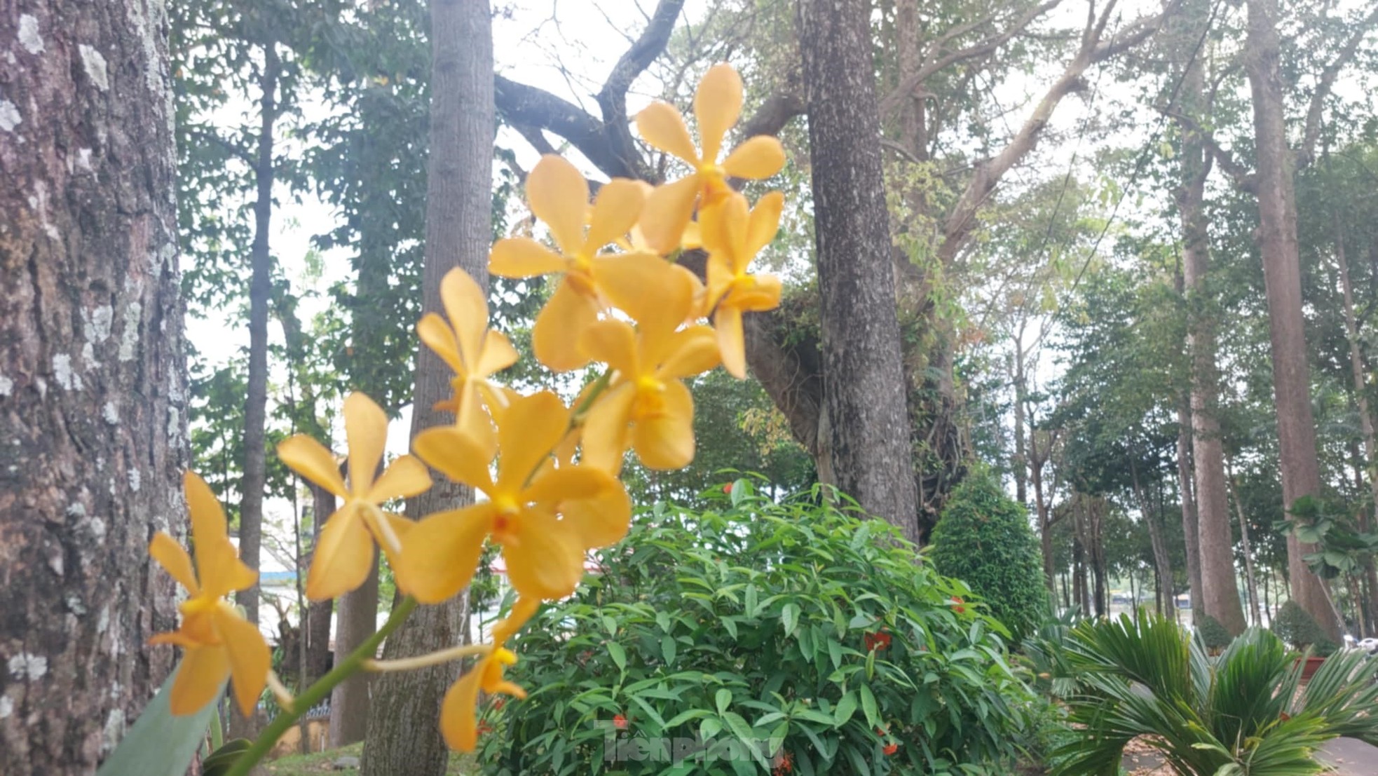 Quần thể cây di sản ở Bình Dương đẹp lãng mạn vào mùa thay lá ảnh 4