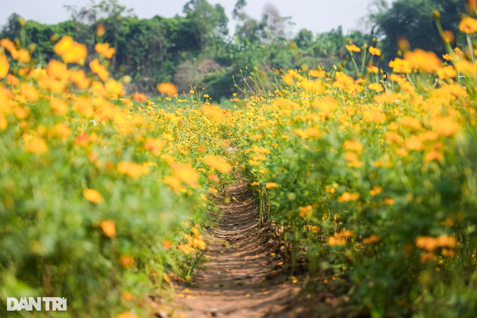 Dậy từ 3h, vượt 30km chụp ảnh sống ảo ở vườn hoa cúc chân cầu Long Biên - 1 Dậy từ 3h, vượt 30km chụp ảnh sống ảo ở vườn hoa cúc chân cầu Long Biên - 1