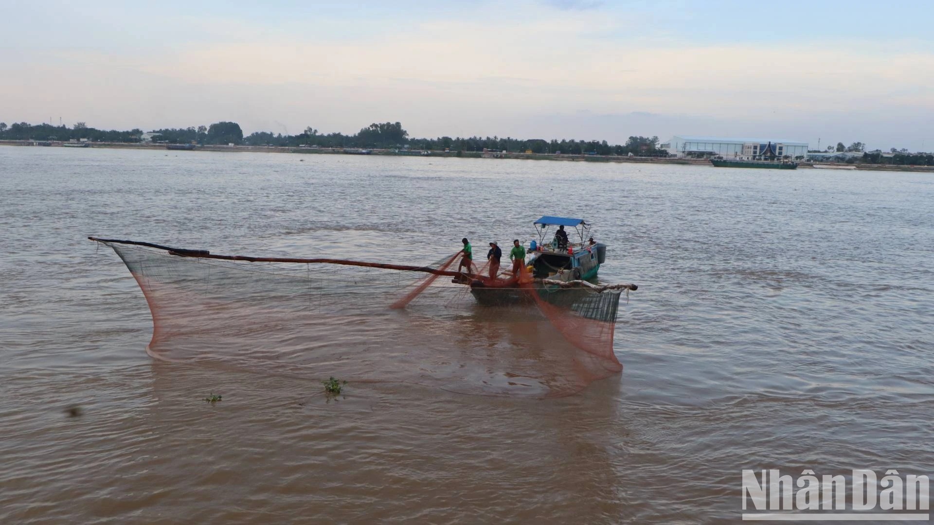 Bắt la liệt cá linh, cá đồng, tôm sông mùa nước nổi An Giang, sao vẫn lo con nước bất thường?- Ảnh 2. Bắt la liệt cá linh, cá đồng, tôm sông mùa nước nổi An Giang, sao vẫn lo con nước bất thường?- Ảnh 2.