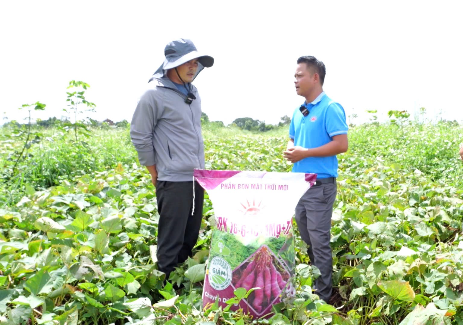 Bí quyết trồng khoai lang giúp lợi nhuận tăng gần 3 lần- Ảnh 1. Bí quyết trồng khoai lang giúp lợi nhuận tăng gần 3 lần- Ảnh 1.