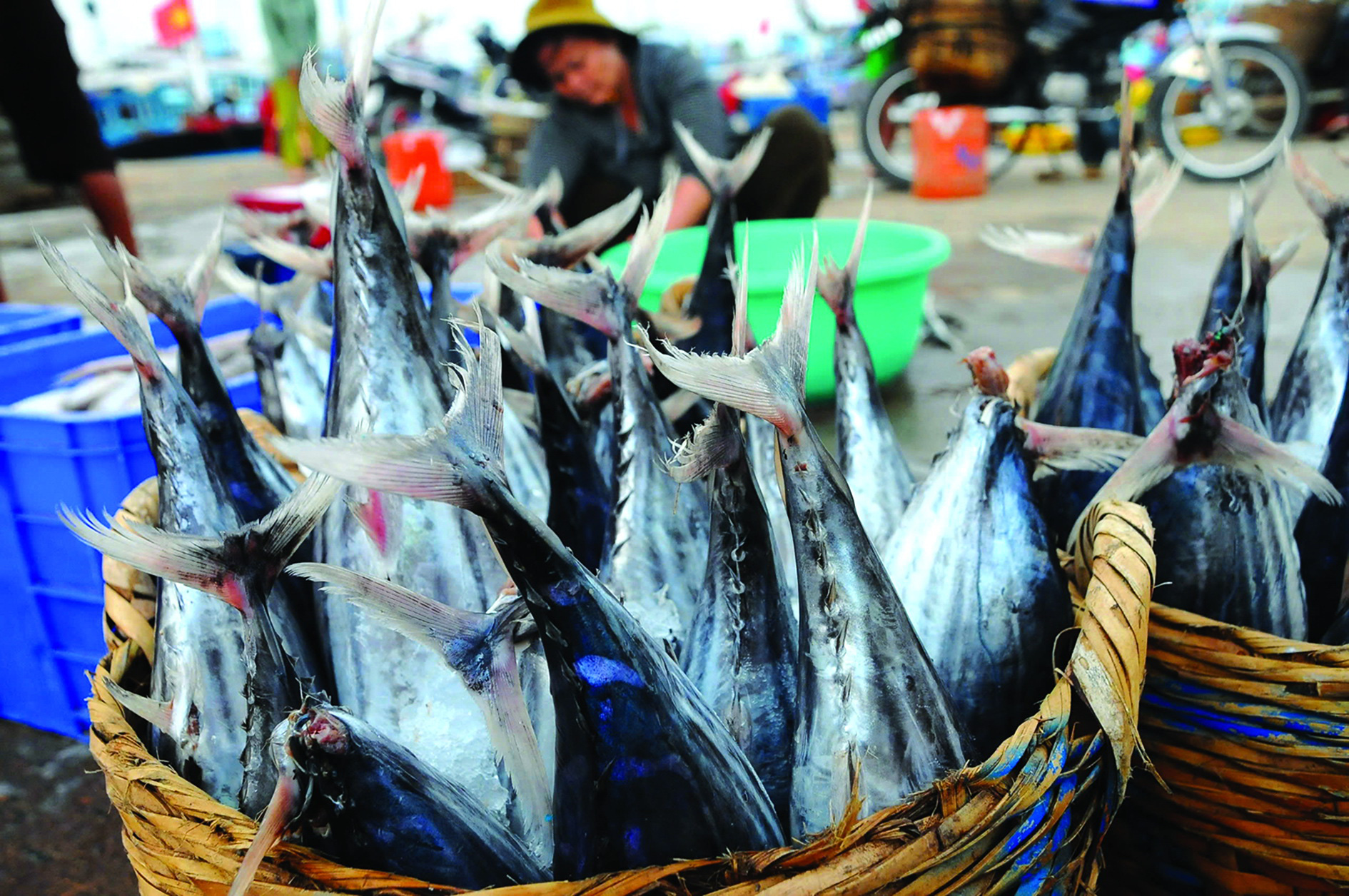 Cảng cá áp dụng quy định máy móc, Cục Thủy sản chỉ đạo nóng - Ảnh 1. Cảng cá áp dụng quy định máy móc, Cục Thủy sản chỉ đạo ‘nóng’ - Ảnh 1.