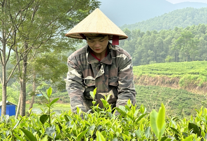 chuyen-doi-huu-co-tai-vung-che-duoc-day-tam-dao-che-cho-214440_551.jpg HTX Trà Cao Sơn được thiên nhiên ban tặng nhiều điều kiện thuận lợi để phát triển vùng chè đặc sản. Ảnh: Quang Linh.
