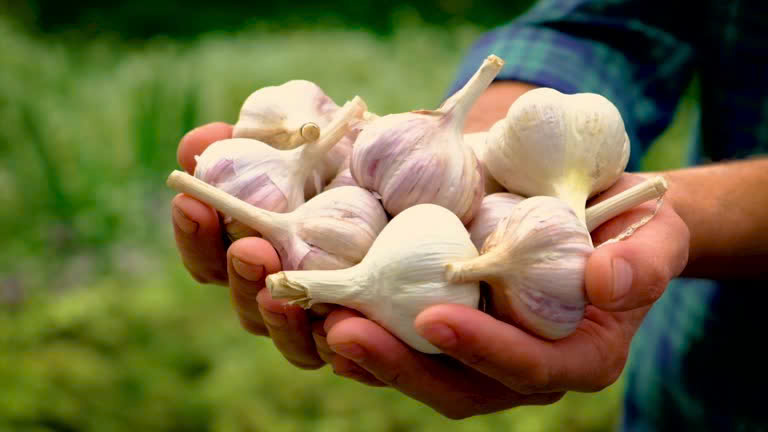 Chuyên gia chia sẻ cách tốt nhất để ăn tỏi nhằm tối đa hóa lợi ích- Ảnh 1. Chuyên gia chia sẻ cách tốt nhất để ăn tỏi nhằm tối đa hóa lợi ích- Ảnh 1.