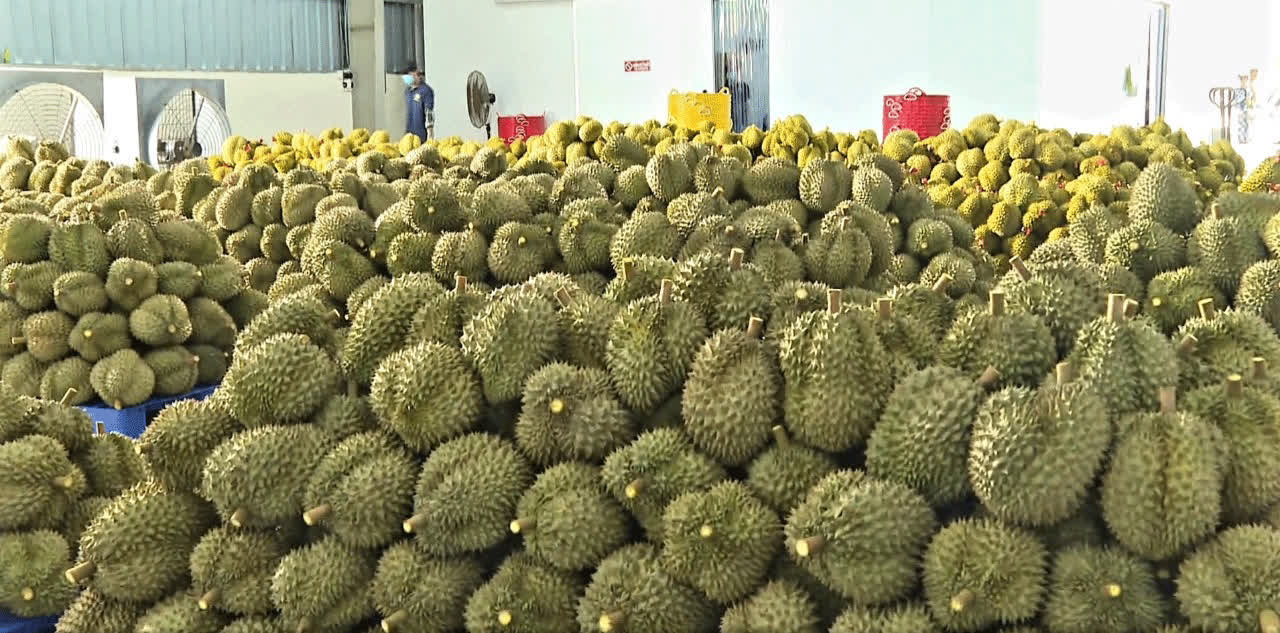 Sầu - Ảnh 1.