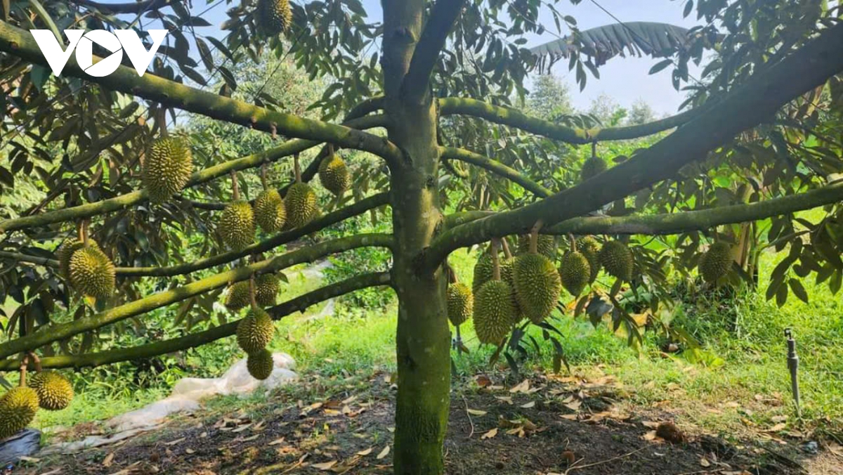 tiền giang Đầu vụ trái sầu riêng giá rất cao nhưng khan hàng hình ảnh 1 tien giang Dau vu trai sau rieng gia rat cao nhung khan hang hinh anh 1