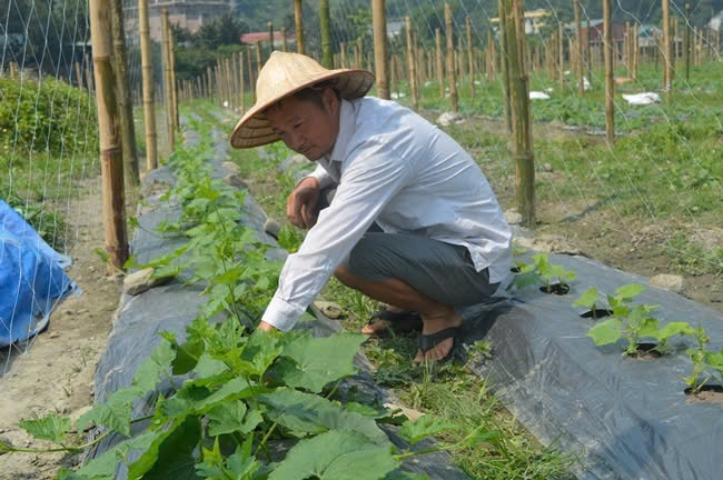 Hội viên Hợp tác xã Nam Dương chăm sóc bí xanh Hội viên Hợp tác xã Nam Dương chăm sóc bí xanh