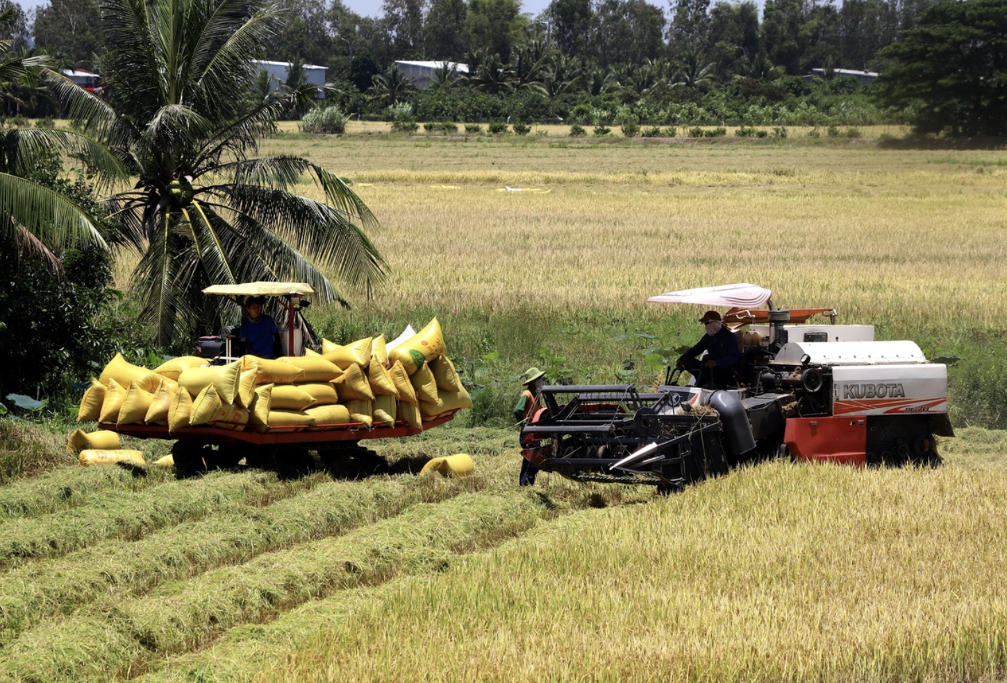 Biến sợi rơm thành sợi vàng - Ảnh 1.