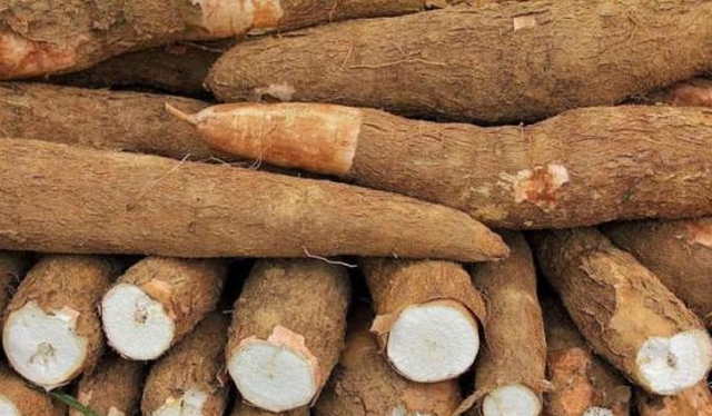 Loại củ được ví như ‘vàng trắng’ mùa đông, tốt cho người tiểu đường, nấu ngay món này ăn thơm phức, ấm ngày lạnh- Ảnh 2. Loại củ được ví như ‘vàng trắng’ mùa đông, tốt cho người tiểu đường, nấu ngay món này ăn thơm phức, ấm ngày lạnh- Ảnh 2.