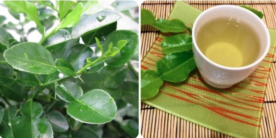 Loại lá rẻ tiền giúp kiểm soát đường huyết và ngừa biến chứng, người bệnh tiểu đường ăn theo cách này để kéo dài tuổi thọ - Ảnh 2. Loại lá rẻ tiền giúp kiểm soát đường huyết và ngừa biến chứng, người bệnh tiểu đường ăn theo cách này để kéo dài tuổi thọ - Ảnh 2.
