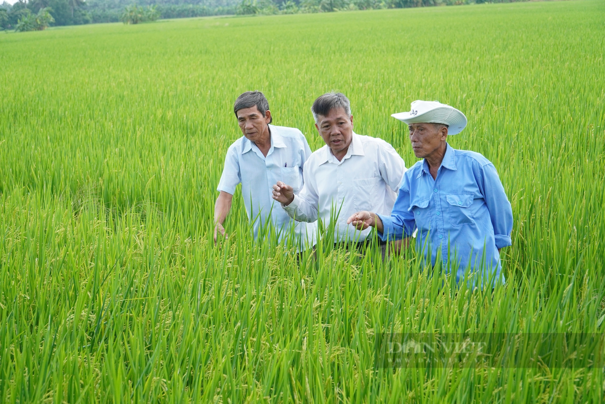 Máy sạ cụm,