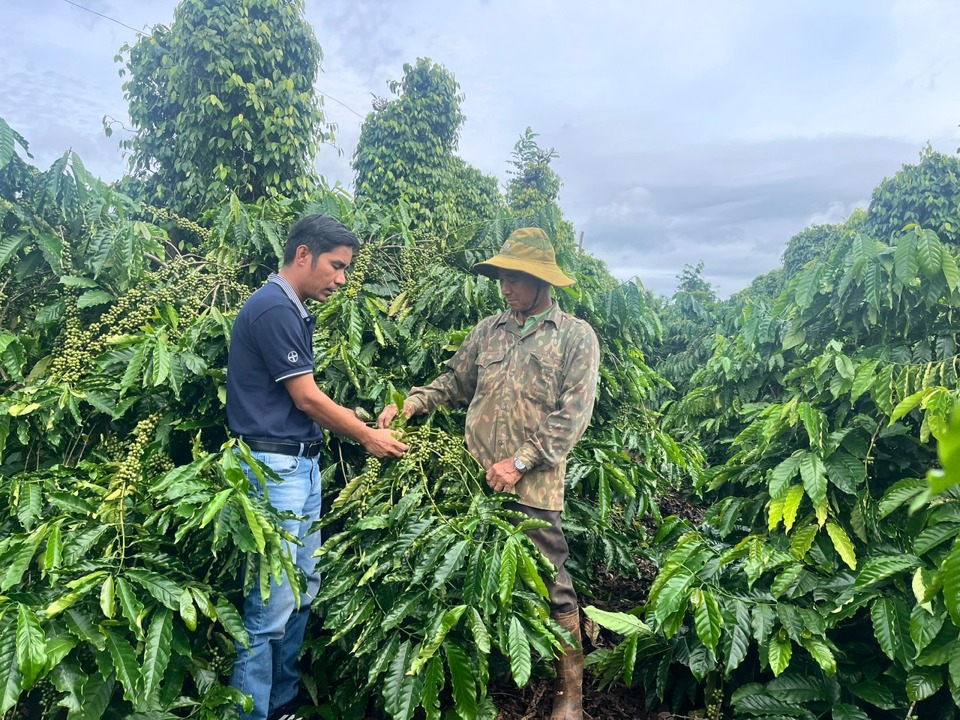 Cà phê là cây chủ lực của tỉnh Đắk Nông.