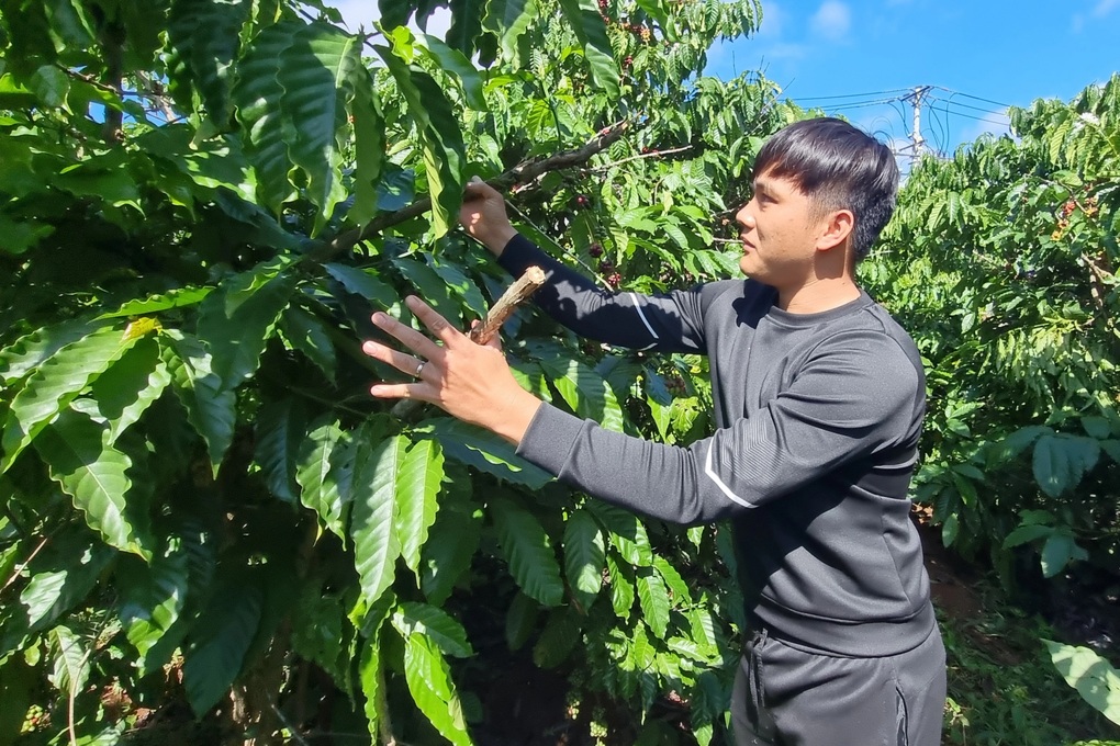 Người dân bức xúc vì kẻ gian liên tục trộm quả, chặt phá cây cà phê - 1 Người dân bức xúc vì kẻ gian liên tục trộm quả, chặt phá cây cà phê - 1