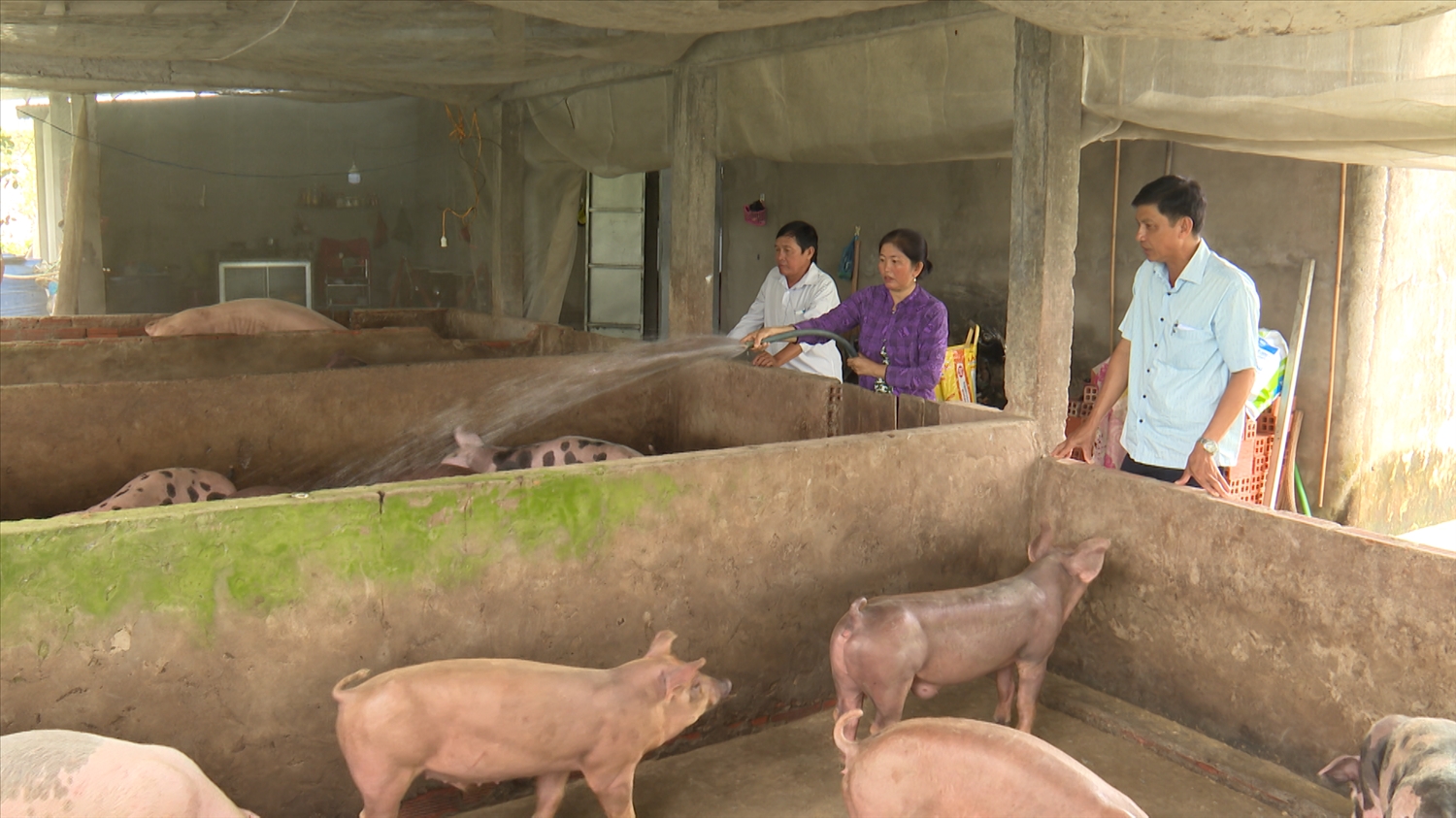 Nhờ sự giúp đỡ của Tổ đoàn kết 3 dân tộc Kinh - Hoa – Khmer, gia đình chị Thị Phượng có kinh tế ổn định, vươn lên thoát nghèo Nhờ sự giúp đỡ của Tổ đoàn kết 3 dân tộc Kinh - Hoa – Khmer, gia đình chị Thị Phượng có kinh tế ổn định, vươn lên thoát nghèo