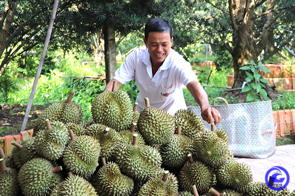 Loại quả ngon hái từ