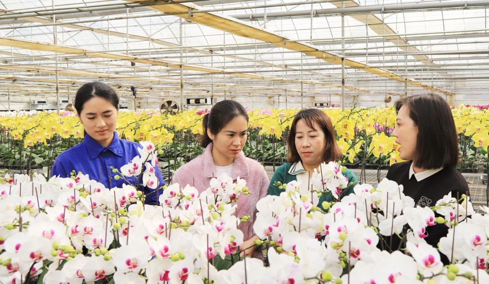 Du khách tham quan vườn hoa lan công nghệ cao tại xã Đông Sang, huyện Mộc Châu