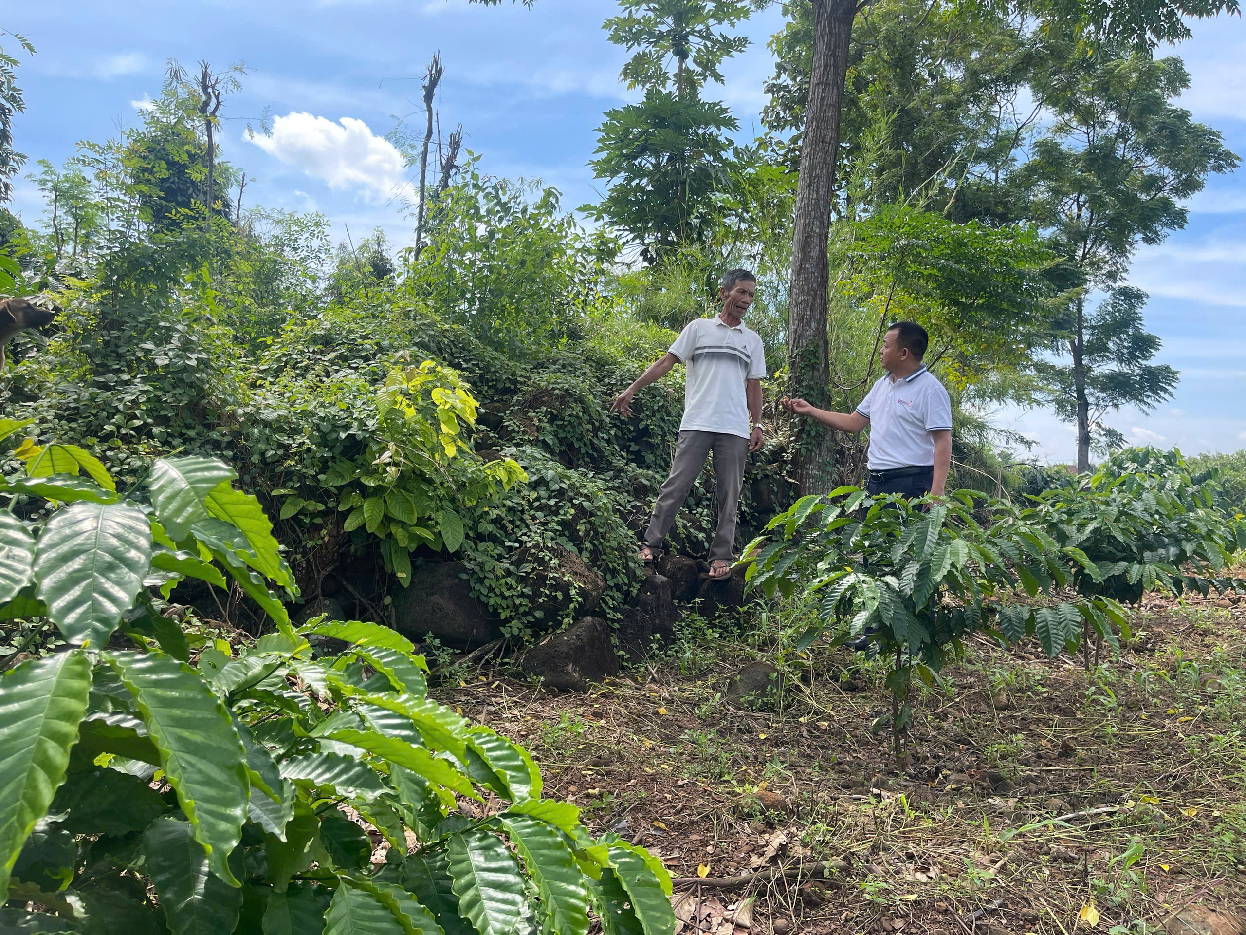 Nông dân Đắk Nông gian nan lật đá hàng chục năm để cải tạo đất trồng cà phê - Ảnh 1.