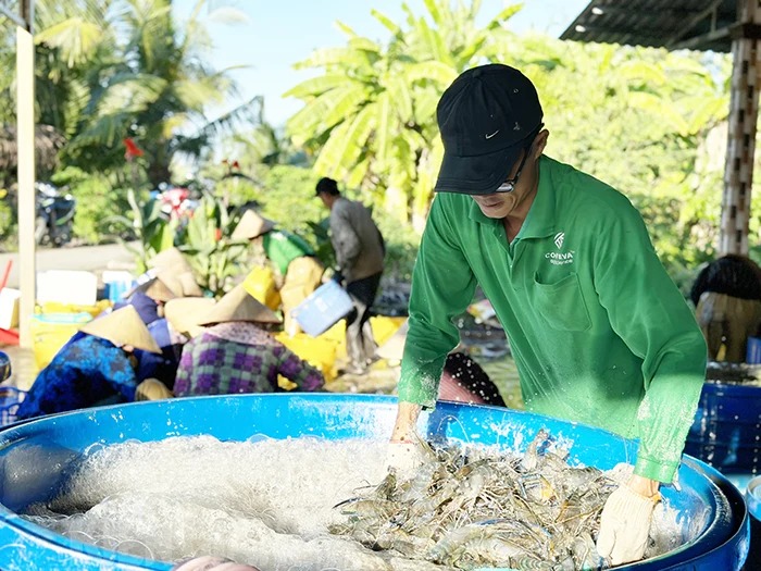 Tôm càng xanh, tôm sú là vật nuôi chủ lực đang tăng giá tốt nhất ở Kiên Giang, xúc lên bán trúng- Ảnh 1. Tôm càng xanh, tôm sú là vật nuôi chủ lực đang tăng giá tốt nhất ở Kiên Giang, xúc lên bán trúng- Ảnh 1.