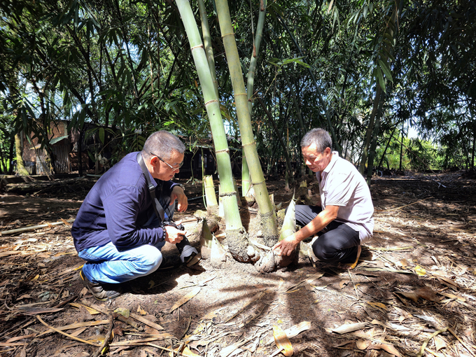 ssc01074-132149_214.jpg Ông Nguyễn Kim Thành (phải) bên những bụi măng được trồng theo quy trình hữu cơ. Ảnh: HT.