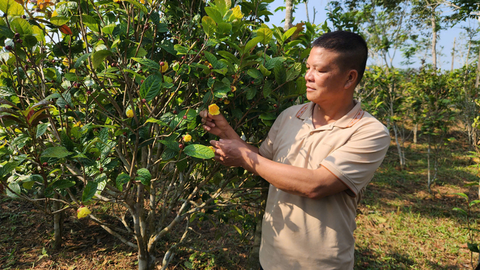 z6024543143464_56246fc4c95aa61040cb42cf5a241607-172354_713.jpg Ông Nịnh Văn Trắng (xã Đạp Thanh, huyện Ba Chẽ) hiện có 5ha trà hoa vàng trồng theo hướng hữu cơ. Ảnh: Nguyễn Thành.