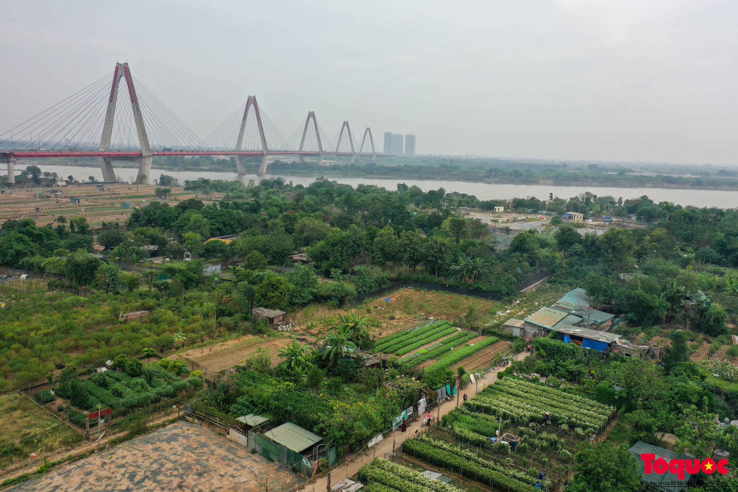 Vườn cúc họa mi hiếm hoi còn sót lại tại Nhật Tân sau bão Yagi - Ảnh 1. Vườn cúc họa mi hiếm hoi còn sót lại tại Nhật Tân sau bão Yagi - Ảnh 1.