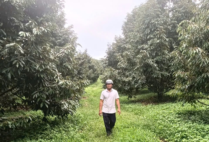 z5968678251834_2995d7421d7af30fa314ae2dbf1f76d5-110424_191.jpg Vườn sầu riêng hơn 20ha luôn xanh tốt của gia đình ông Quyển. Ảnh: Tuấn Anh.