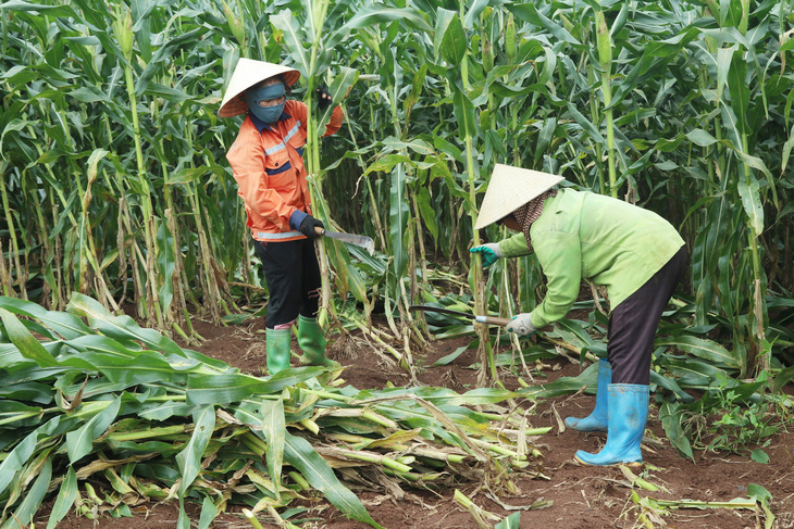 Khám phá chuỗi sản xuất kinh tế tuần hoàn của TH true MILK - Vietnam.vn Khám phá chuỗi sản xuất kinh tế tuần hoàn của TH true MILK