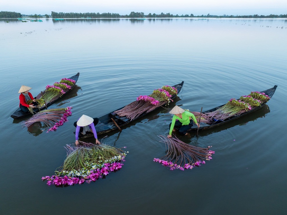Lần đầu thấy cảnh người Việt Nam thu hoạch hoa súng, khách Mỹ choáng ngợp - 1 Lần đầu thấy cảnh người Việt Nam thu hoạch hoa súng, khách Mỹ choáng ngợp - 1