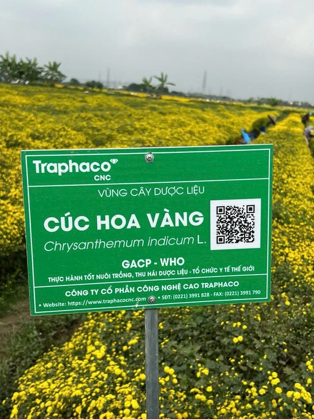 Traphaco tiếp tục thành công với Đông dược cao cấp và Tân dược chất lượng cao Traphaco tiếp tục thành công với Đông dược cao cấp và Tân dược chất lượng cao