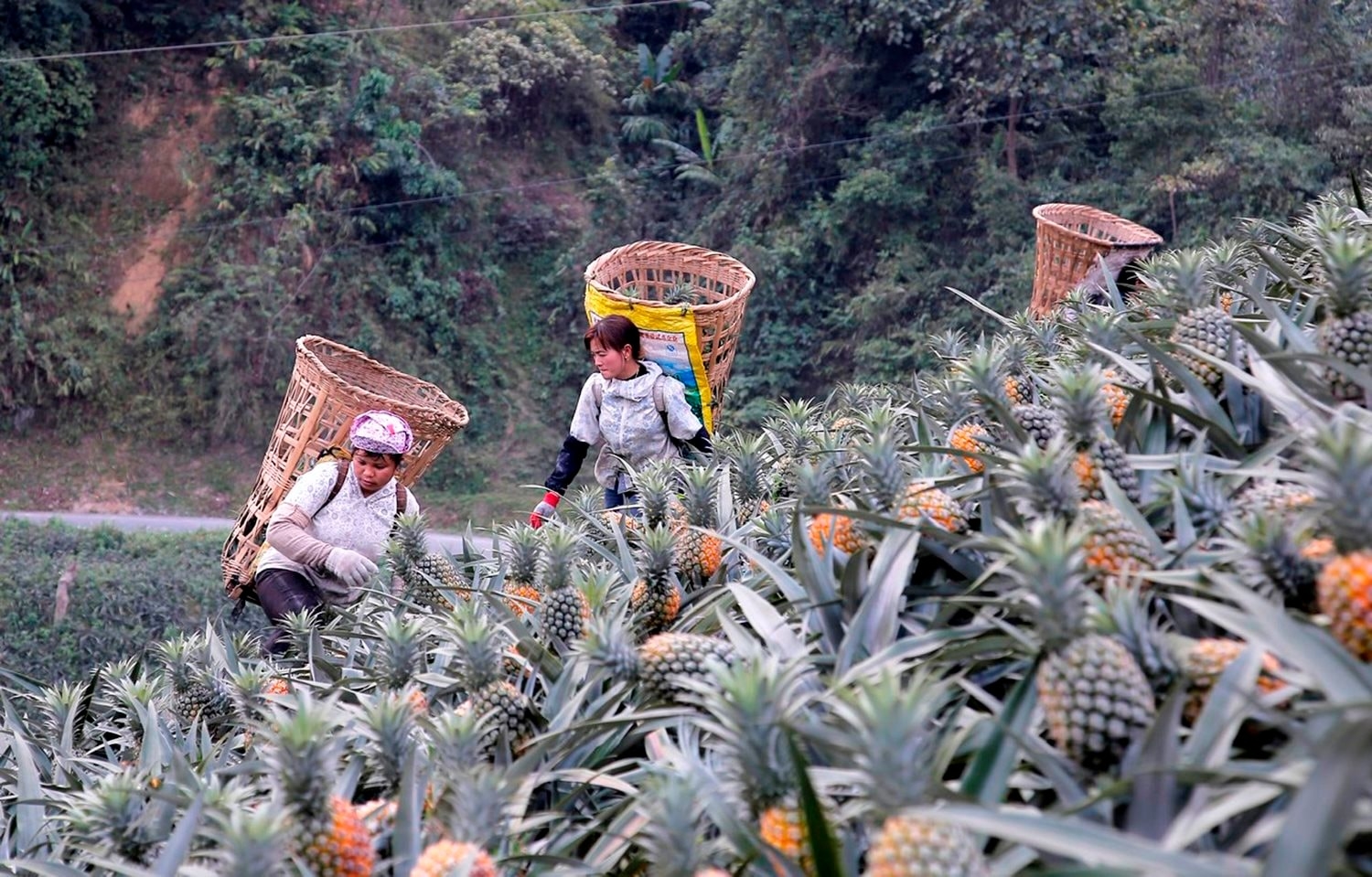 Phát triển vùng nguyên liệu tập trung là giải pháp để thu hút doanh nghiệp vào vùng sâu, vùng xa. (Trong ảnh: Xã Bản Lầu, huyện Mường Khương, tỉnh lào Cai đã hình thành vùng nguyên liệu dứa, với tổng diện tích hơn 700 ha) Phát triển vùng nguyên liệu tập trung là giải pháp để thu hút doanh nghiệp vào vùng sâu, vùng xa. (Trong ảnh: Xã Bản Lầu, huyện Mường Khương, tỉnh lào Cai đã hình thành vùng nguyên liệu dứa, với tổng diện tích hơn 700 ha)
