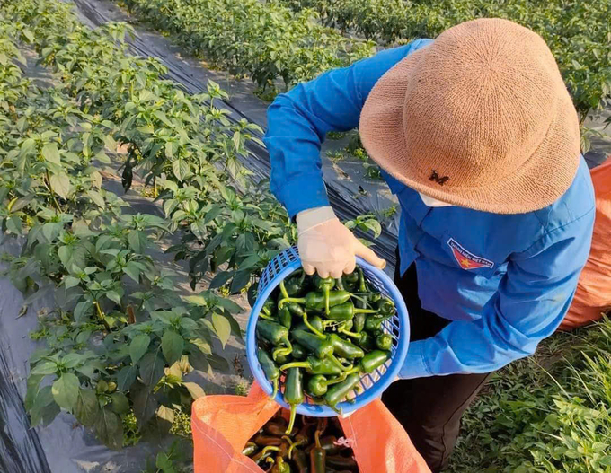 a-10-115847_625.jpg Công ty Xuất nhập khẩu nông sản Nghĩa Lộ đang phối hợp với chính quyền để vận động bà con mở rộng diện tích trồng ớt. Ảnh: Thanh Tiến.