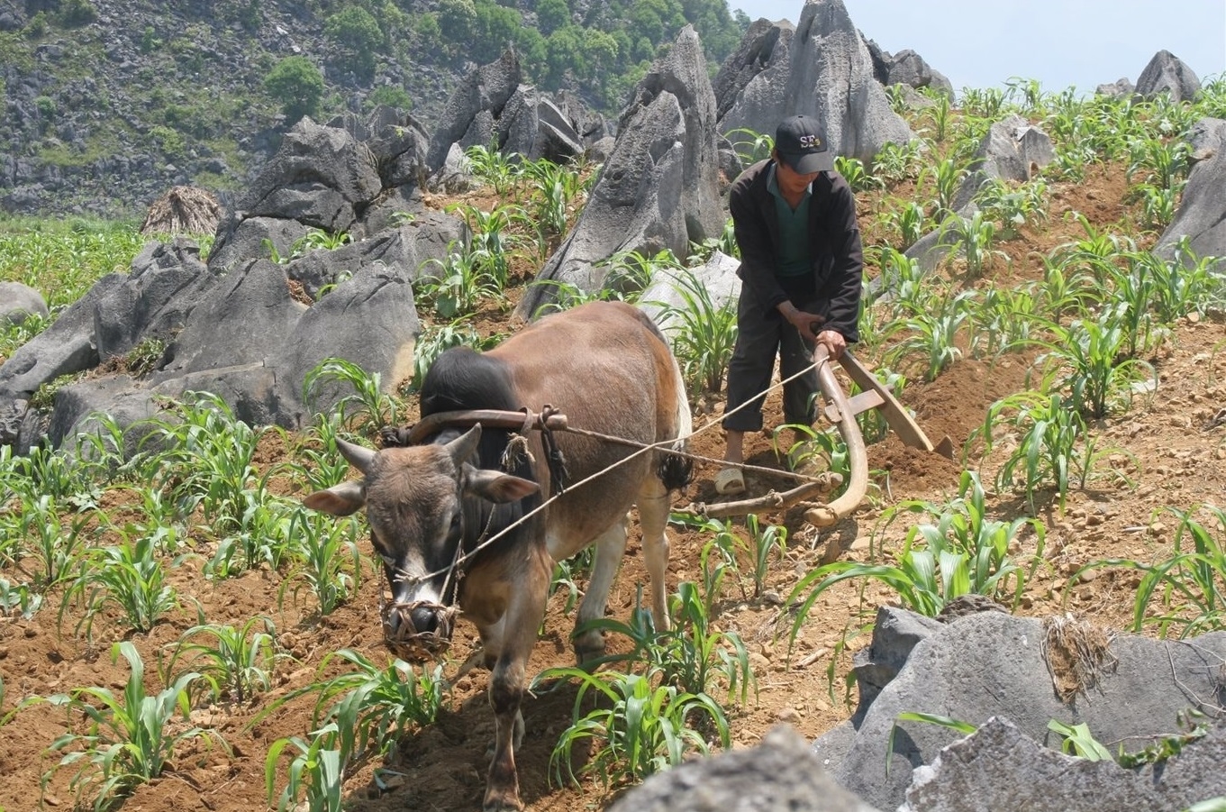 Nhiều địa phương khó thực hiện chính sách hỗ trợ đất sản xuất đồng bào DTTS do thiếu quỹ đất. (Ảnh minh họa) Nhiều địa phương khó thực hiện chính sách hỗ trợ đất sản xuất đồng bào DTTS do thiếu quỹ đất. (Ảnh minh họa)