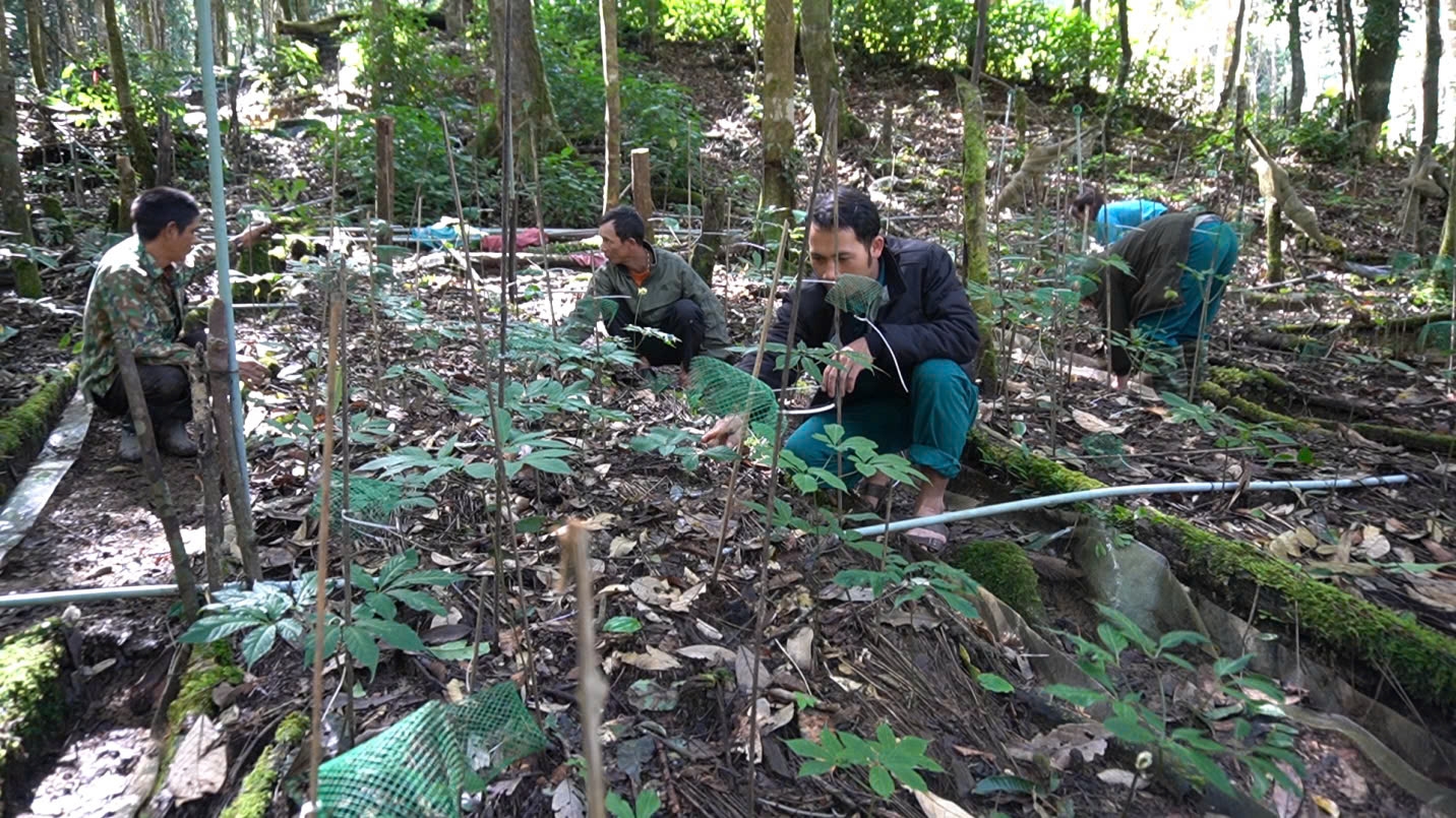 Cây sâm Ngọc Linh đã giúp khoảng 2.000 hộ đồng bào Xơ Đăng ở huyện Tu Mơ Rông thoát nghèo Cây sâm Ngọc Linh đã giúp khoảng 2.000 hộ đồng bào Xơ Đăng ở huyện Tu Mơ Rông thoát nghèo