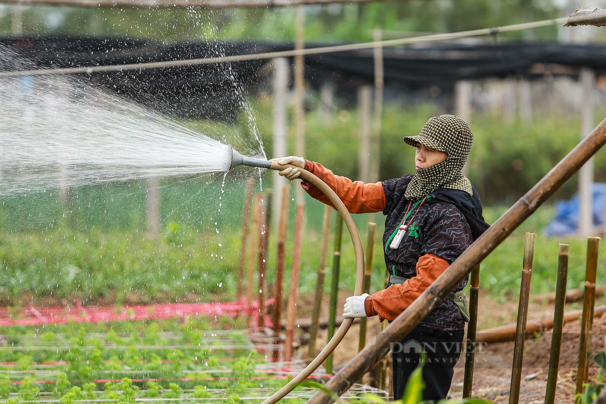 Nông dân Hà Nội trùm khăn kín mít, mặc áo mưa ra đồng làm việc dưới cái lạnh chỉ 15 độ C- Ảnh 3. Nông dân Hà Nội trùm khăn kín mít, mặc áo mưa ra đồng làm việc dưới cái lạnh chỉ 15 độ C- Ảnh 3.