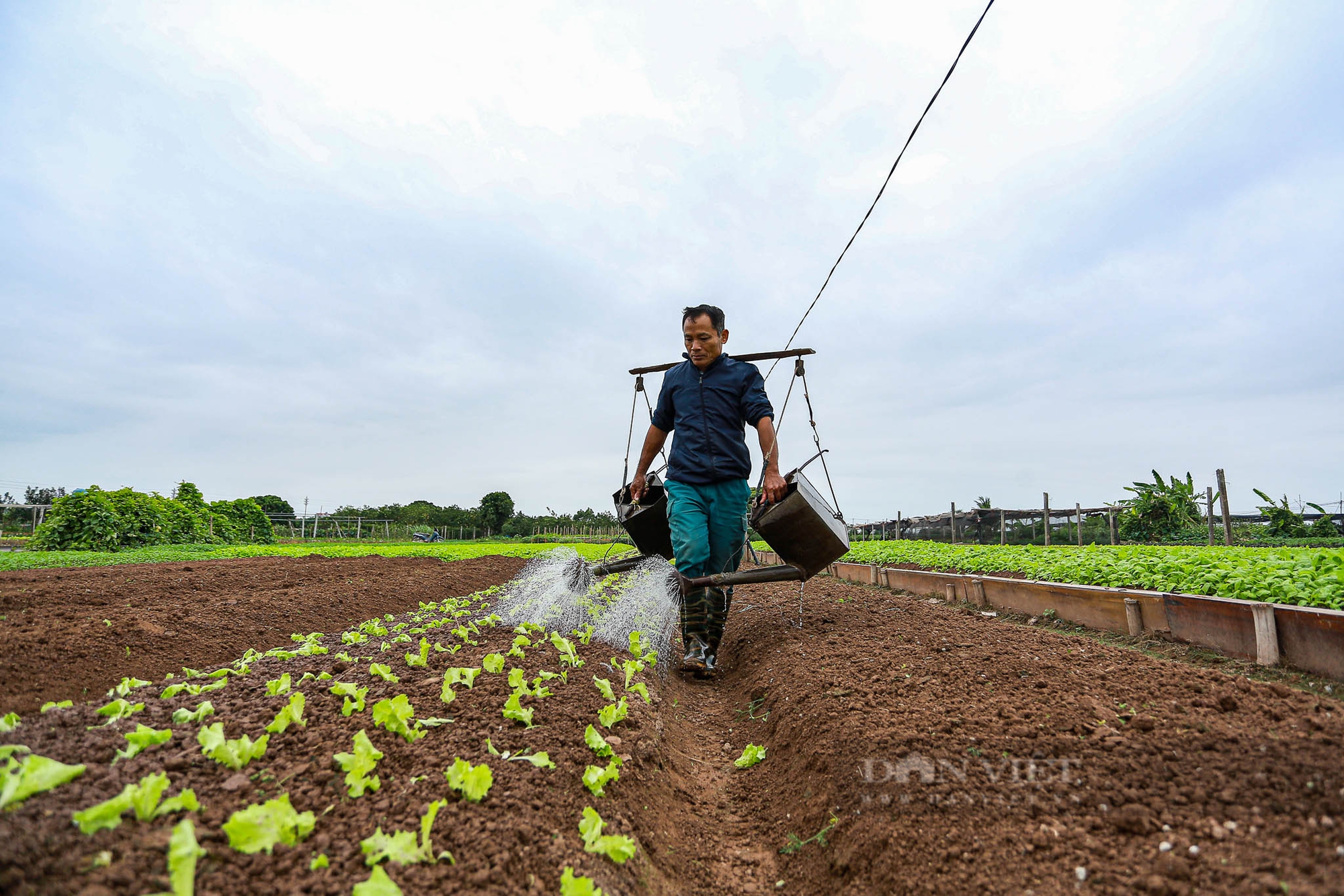 Nông dân Hà Nội trùm khăn kín mít, mặc áo mưa ra đồng làm việc dưới cái lạnh chỉ 15 độ C- Ảnh 7. Nông dân Hà Nội trùm khăn kín mít, mặc áo mưa ra đồng làm việc dưới cái lạnh chỉ 15 độ C- Ảnh 7.
