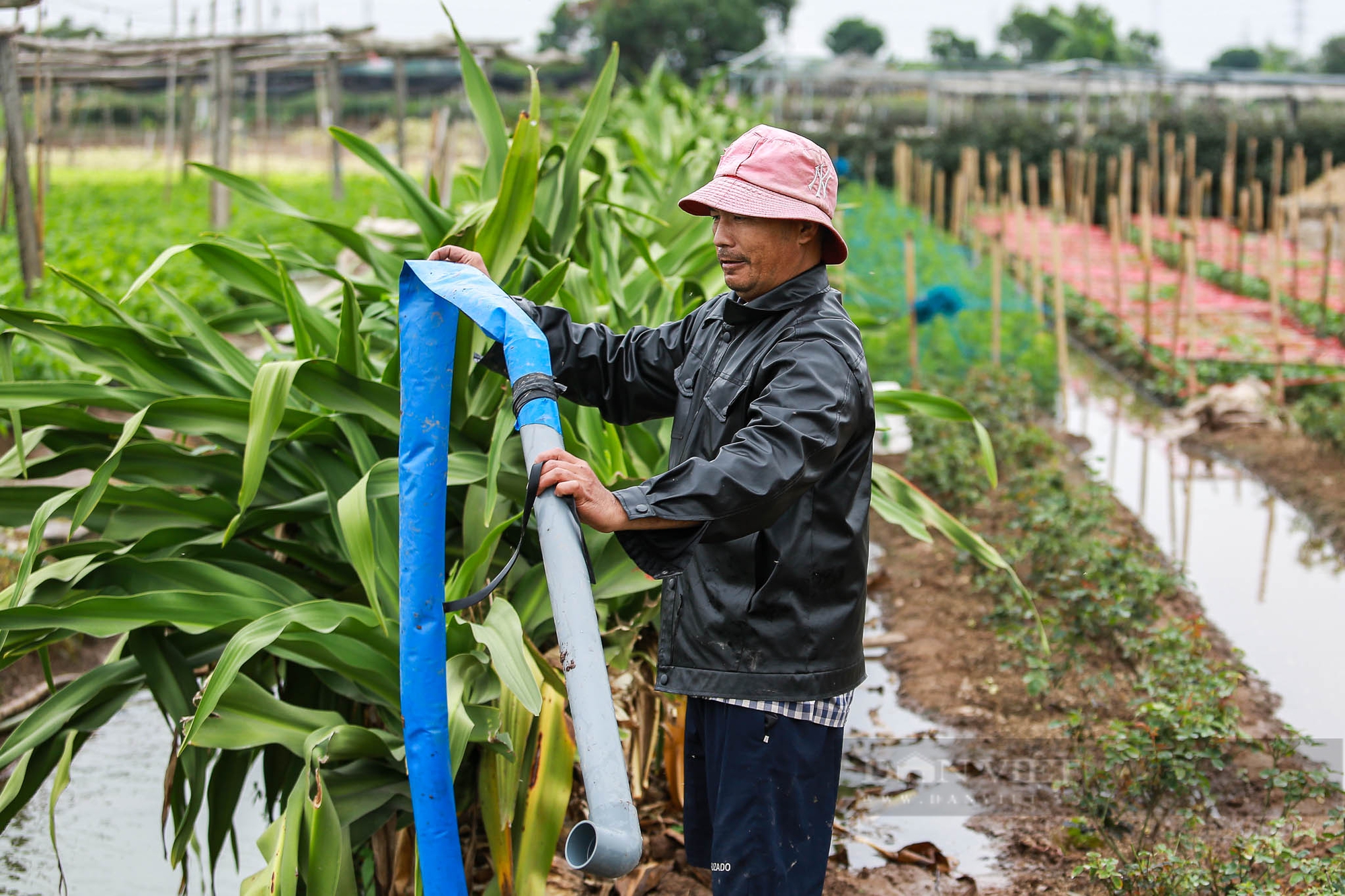 Nông dân Hà Nội trùm khăn kín mít, mặc áo mưa ra đồng làm việc dưới cái lạnh chỉ 15 độ C- Ảnh 13. Nông dân Hà Nội trùm khăn kín mít, mặc áo mưa ra đồng làm việc dưới cái lạnh chỉ 15 độ C- Ảnh 13.