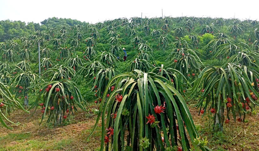 Cây thanh long bám đất Yên Phú trở thành cây giảm nghèo cho người dân. Cây thanh long bám đất Yên Phú trở thành cây giảm nghèo cho người dân.