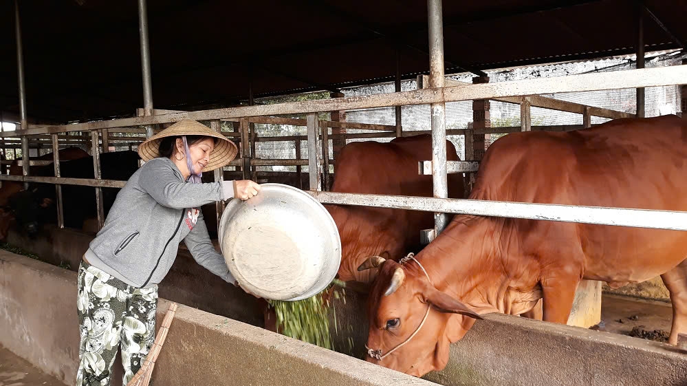 Huyện Sơn Dương hỗ trợ người dân vay vốn để phát triển mở trại chăn nuôi Huyện Sơn Dương hỗ trợ người dân vay vốn để phát triển mở trại chăn nuôi